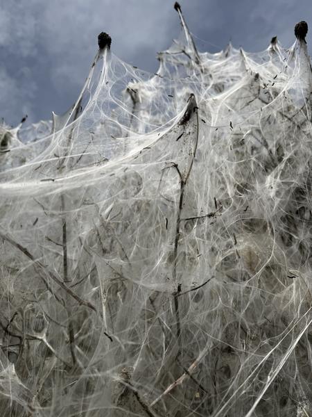 This photo captures a dense, intricate network of white silk webbing covering bare tree branches, likely created by caterpillars